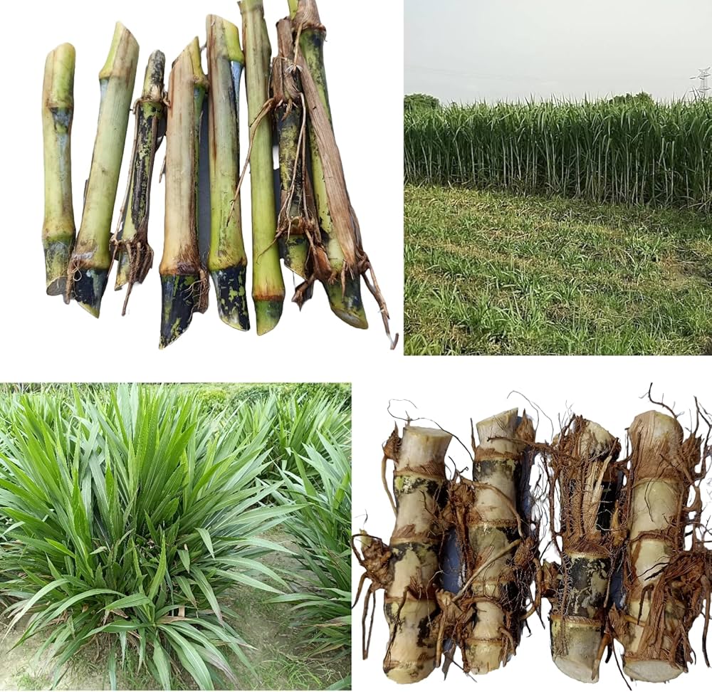 Napier Grass Rooted Cuttings ,Elephant Grass  , Pennisetum Purpureum