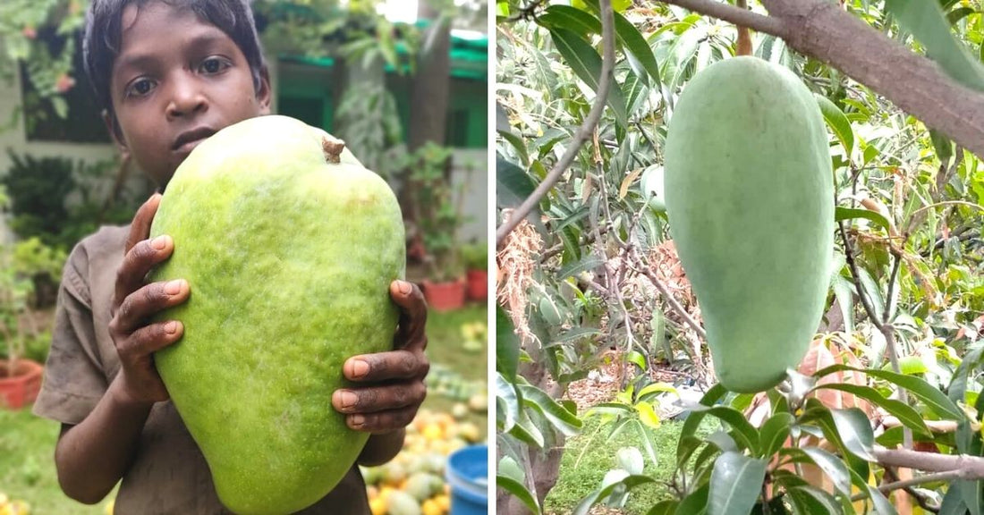 Grow Your  Noorjahan mango plants  . Largest Mango Plants