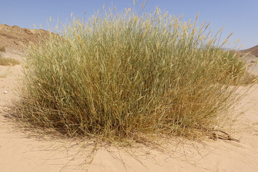 Pennisetum divisum , African Fountain Grass, ثمام ( Thumam Seeds )