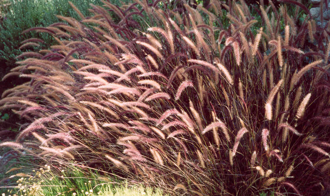 Grow Pennisetum setaceum rubrum Seeds, Purple Fountain Grass, سبد, سبط.