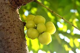 Why Phyllanthus Acidus is the Most Nutritious Gooseberry