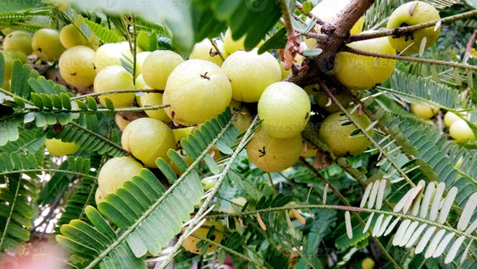 Easy Steps to Grow Indian Gooseberry , Phyllanthus emblica Plants