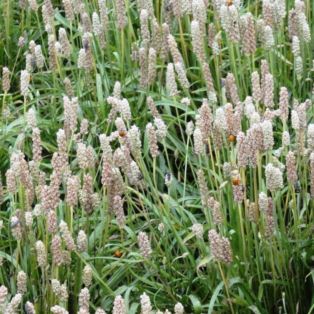 Why Plantago Ovata Seeds are the Best Choice for Your Garden