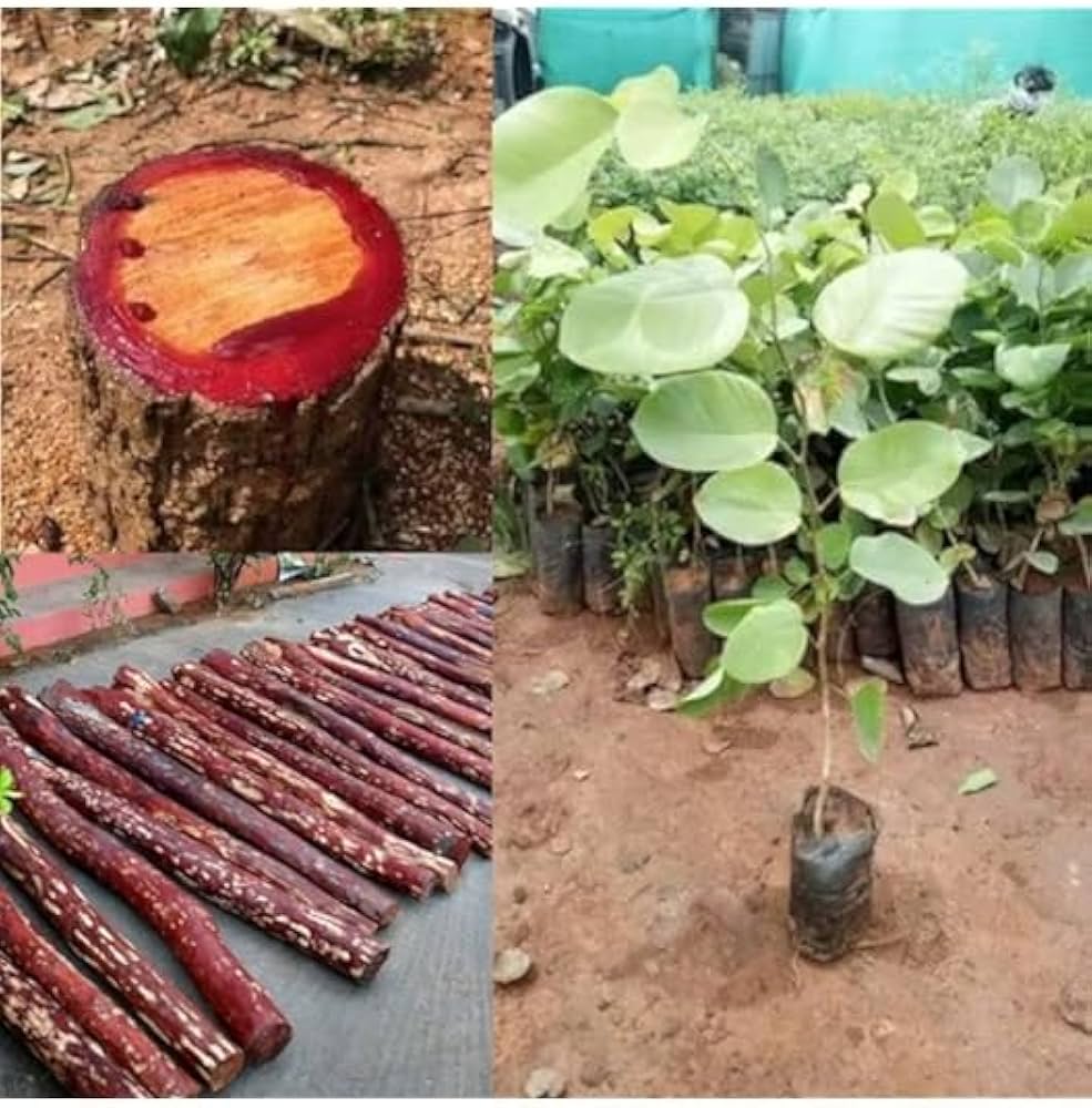 The Ultimate Guide to Propagating Red Sanders Trees
