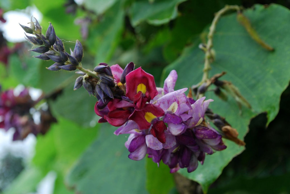 Grow Pueraria montana Plants, Pueraria  lobata Seeds, kudzu Seeds