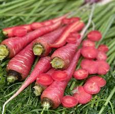 Why Pusa Rudhira Red Seeds are the Best Red Carrot Seeds on the Market