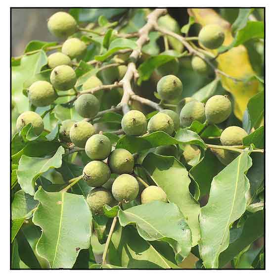 Guide to Growing Putranjiva Roxburghii Plants