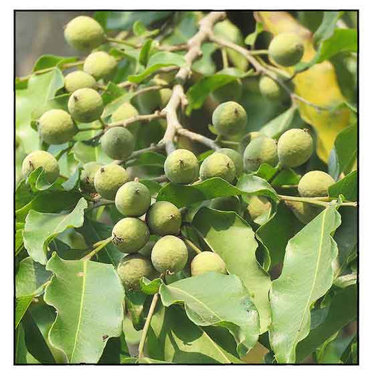 Guide to Growing Putranjiva Roxburghii Plants