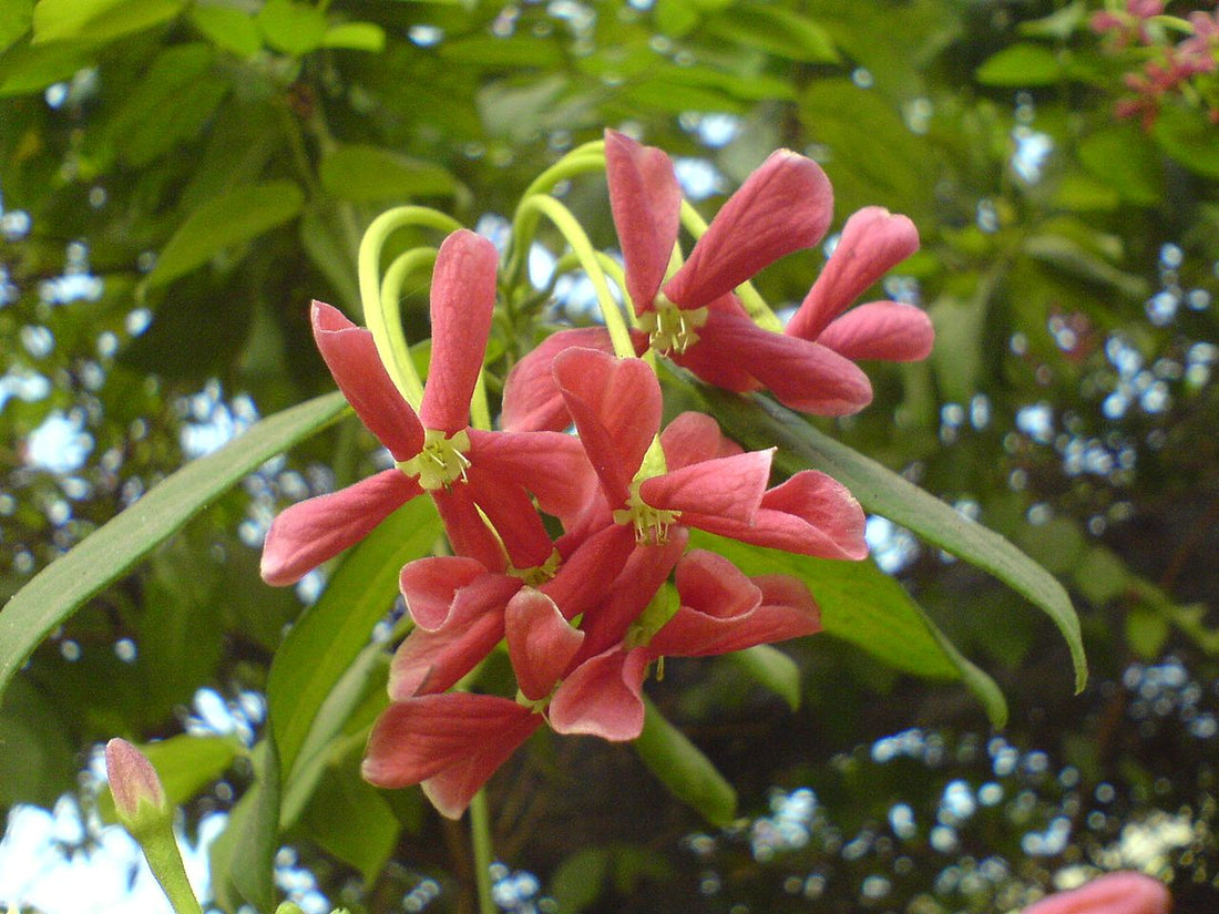 Mastering the Art of Quisqualis Indica Seed Cultivation