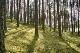 Recommended Tree Species for Reforestation & Timber