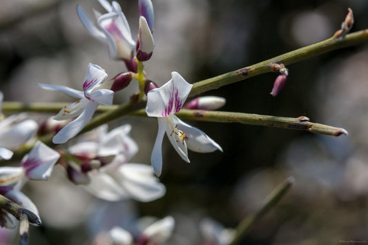 Propagate Retama raetam ,White broom Grass