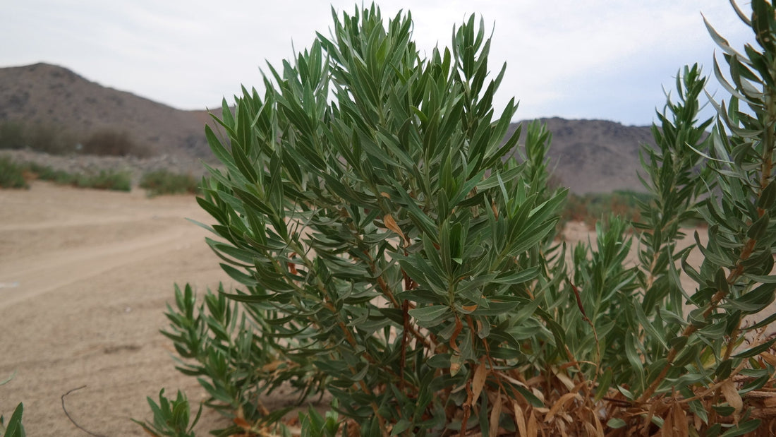Cultivating  Rhazya Stricta:  ( Persian: اشورک Eshvarak )