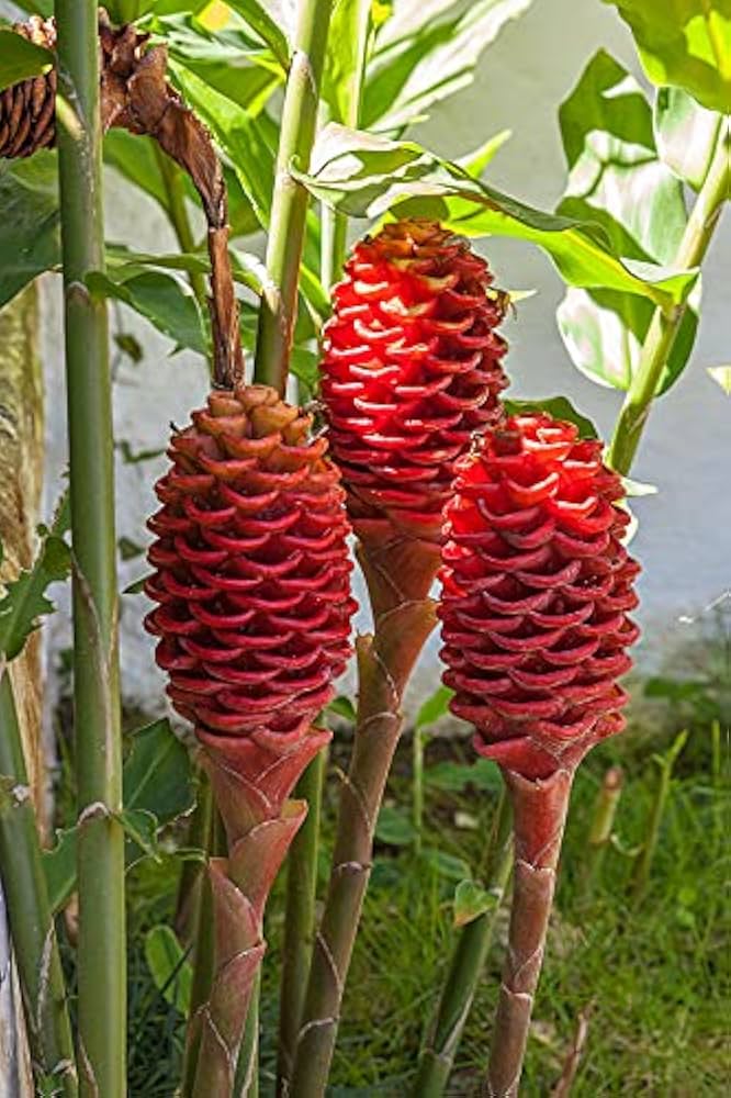 Zingiber zerumbet (Pinecone Ginger): Benefits, Cultivation & Care Tips