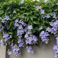 Discover the Beauty of Thunbergia Grandiflora Blue Seeds, Blue Sky Vine