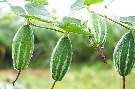 The Ultimate Guide to Growing Pointed gourd from Cuttings