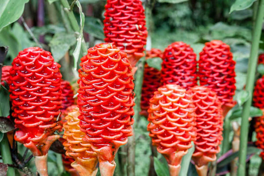 Grow Zingiber zerumbet Plants,Shampoo Ginger Seeds ,Pinecone ginger Seeds