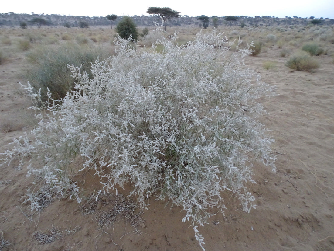 Grow Aerva javanica , Aerva javanica  ( الآرا  )  Al ara’,