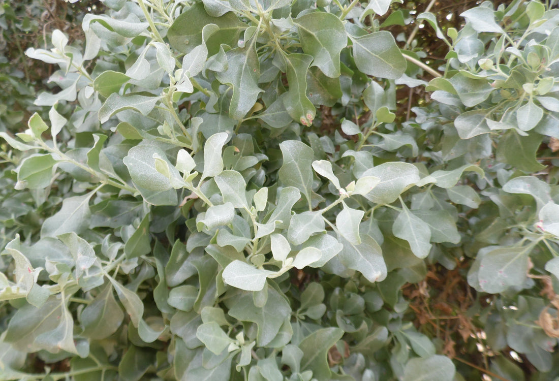 Grow Atriplex halimus ,Qataf (قطف) , Rugl (رغل) , Salt Bush Seeds