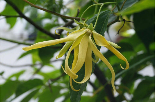 Tips for Growing Ylang Ylang Tree Seeds, Cananga odorata Seeds