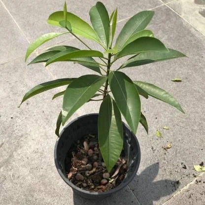 How to Grow Achras sapota (Manilkara zapota) in Pots -