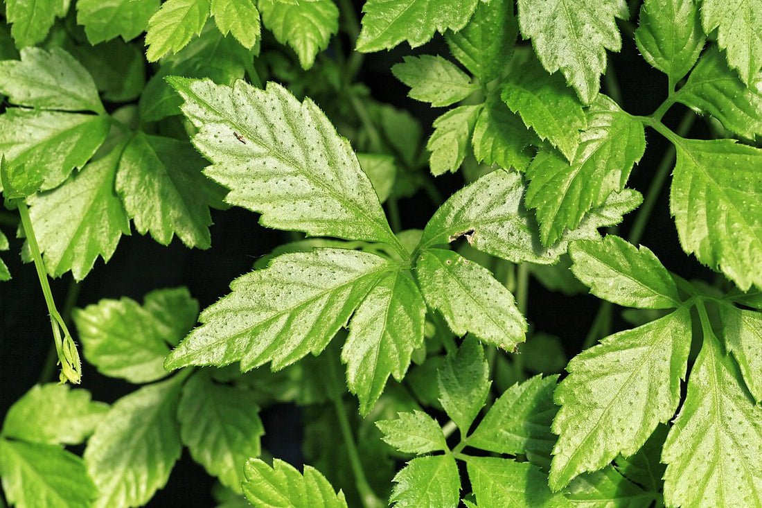 Why Jiaogulan is the Ultimate Solution for Sexual Vitality