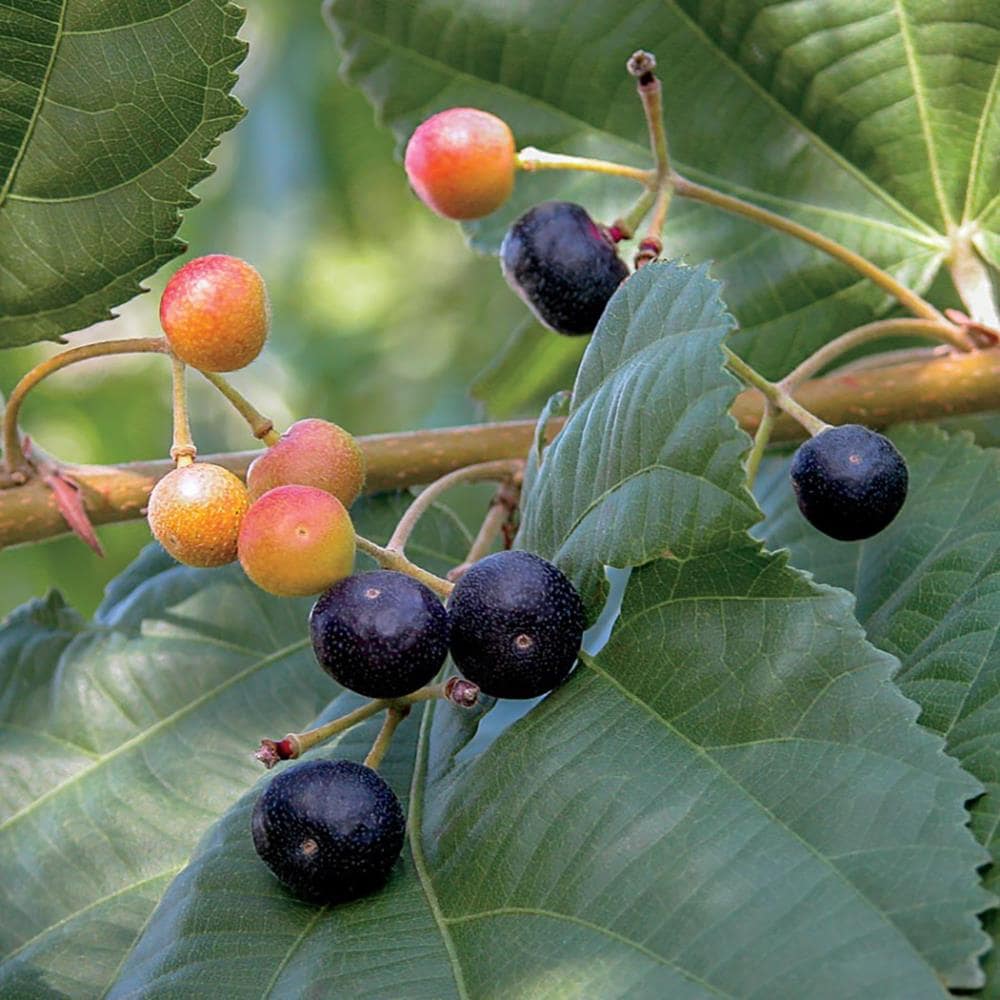 Why Falsa Fruit is Superfood You Need in Your Life, Grewia asiatica