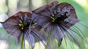 Expert Tips for Growing and Caring for the Black Bat Flower