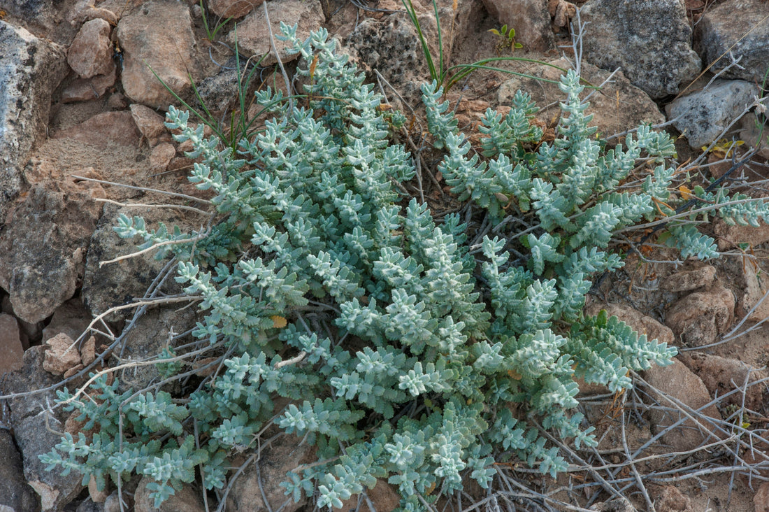 Fascinating Sub-Shrub Teucrium polium, Felty germander, J'ada or جعدة