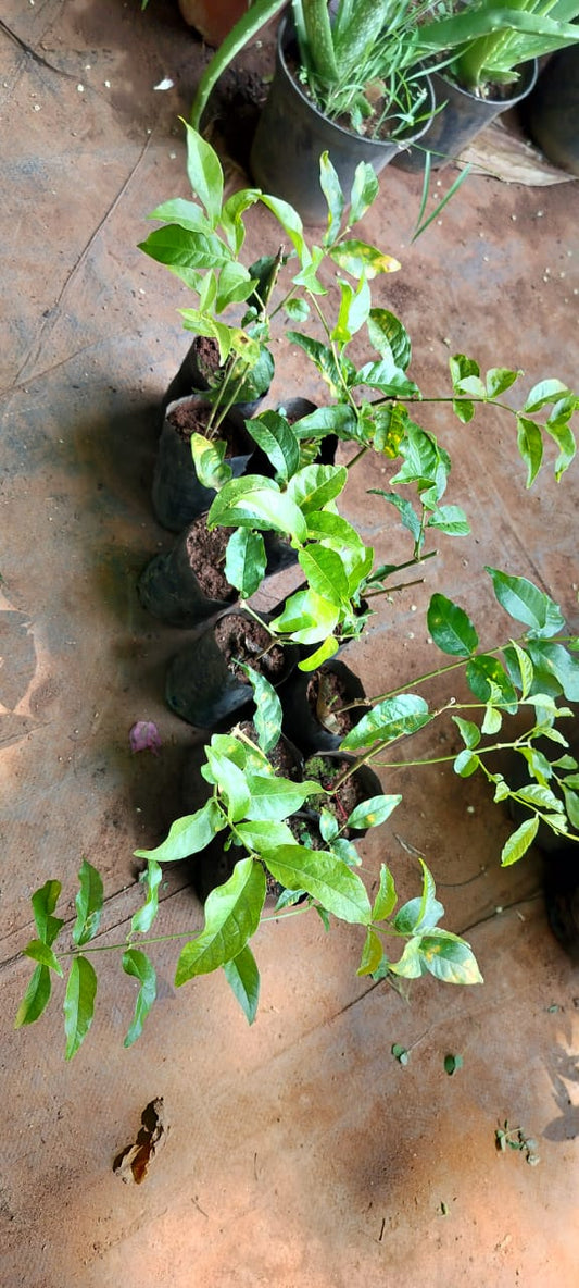 Purchase Udupi Jasmine Plants : Udupi Mallige or Shankarapura Mallige Plants.