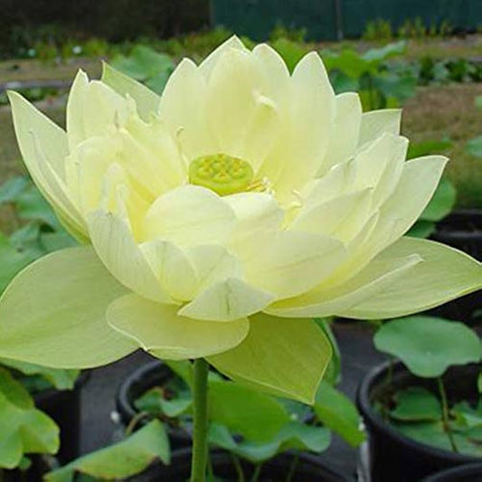 The Ultimate Guide to Growing the Best Yellow Lotus Seeds