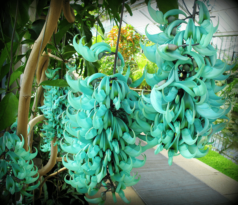 5 Strongylodon macrobotrys Plants  , Emerald vine Plant  ,Turquoise jade vine Plant , With  Phytosanitary certificate - Seedsforgarden (1999-2024 ) .We Ship Seeds & Live Plants Worldwide 