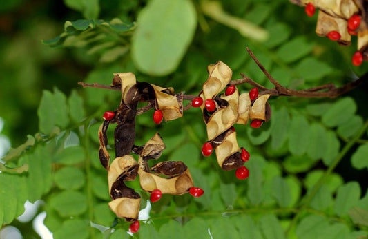 5  Red sandalwood tree Plants, Adenanthera pavonina Plants, With Phytosanitary certificate - Seedsforgarden (1999-2024 ) .We Ship Seeds & Live Plants Worldwide 