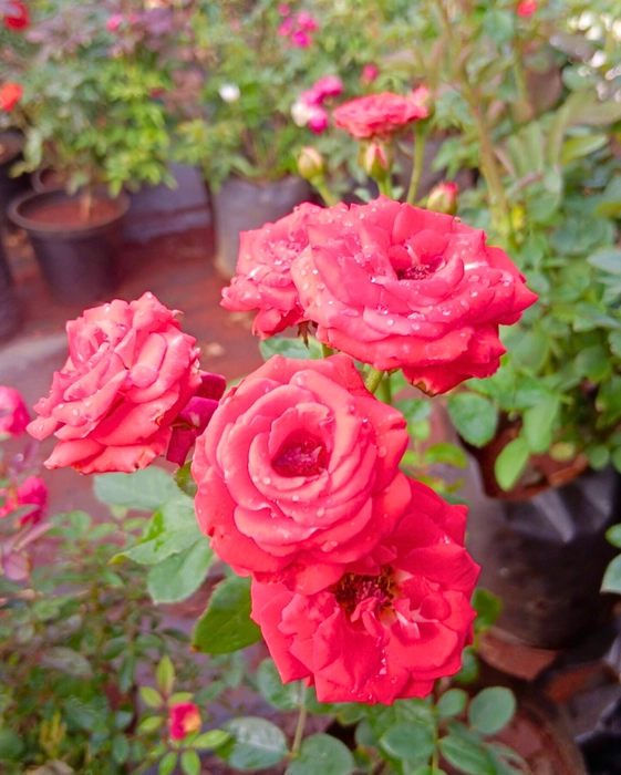 10 Jediga Orange Rose Plants, Orange Rose Plant  With Phytosanitary certificate