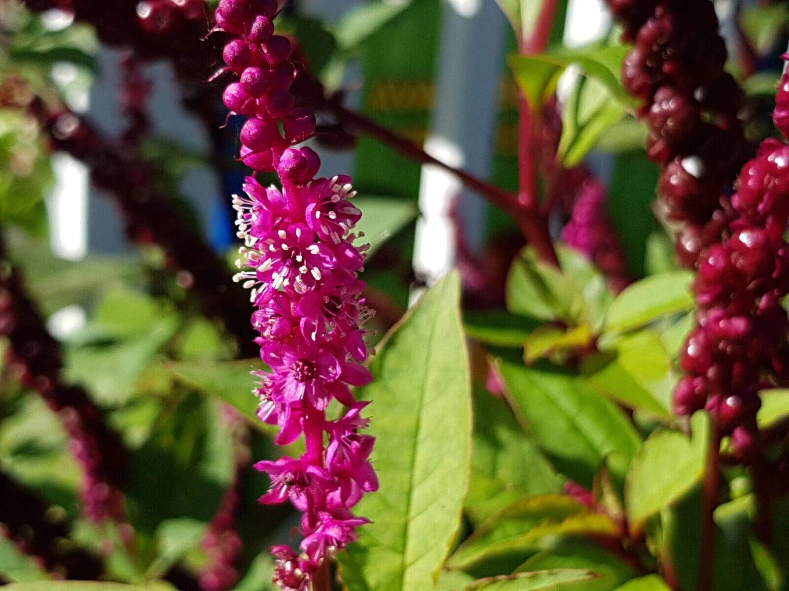 10 Phytolacca Laka Boom Seeds, Exotic  Seeds - Seedsforgarden (1999-2024 ) .We Ship Seeds & Live Plants Worldwide 