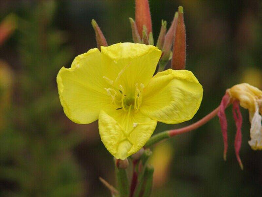 10 Oenothera erythrosepala Seeds, Exotic  Oenothera  Seeds - Seedsforgarden (1999-2024 ) .We Ship Seeds & Live Plants Worldwide 