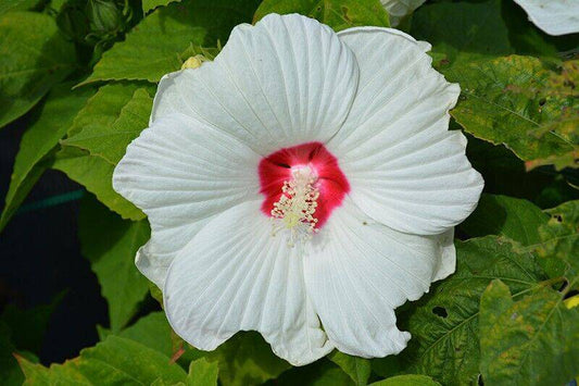 10 Hibiscus moscheutos Seeds, Hardy hibiscus Seeds, Swamp rose mallow White - Seedsforgarden (1999-2024 ) .We Ship Seeds & Live Plants Worldwide 