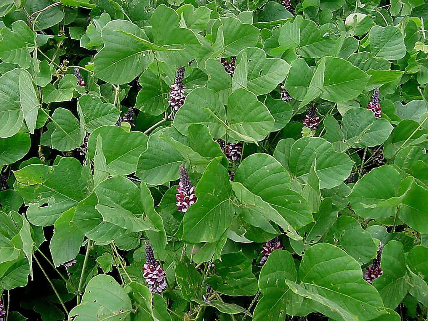 15 Pueraria tuberosa Seeds, Indian kudzu, Nepalese kudzu Seeds, Kudzu seeds - Seedsforgarden (1999-2024 ) .We Ship Seeds & Live Plants Worldwide 