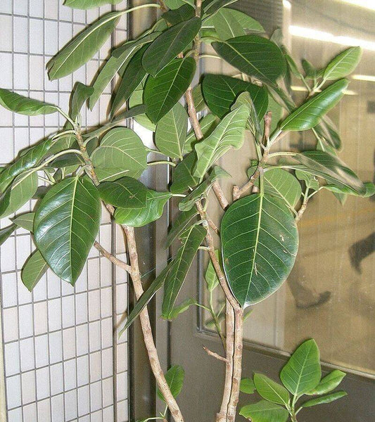 200 Ficus fergusonii Seeds, Exotic Ficus Seeds ,Bonsai Seeds, Exotic Fig Seeds - Seedsforgarden (1999-2024 ) .We Ship Seeds & Live Plants Worldwide 
