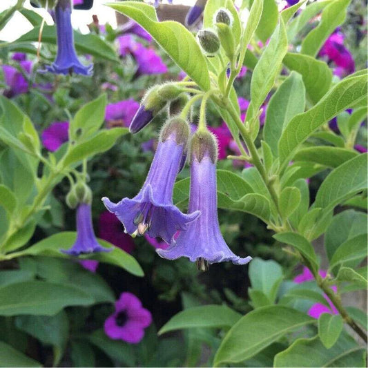 10 Lochroma australe Seeds ,Acnistus australis Seeds ,Blue Angel Trumpet Flower - Seedsforgarden (1999-2024 ) .We Ship Seeds & Live Plants Worldwide 