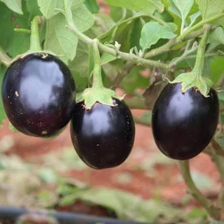 10 Grams 143 F1 Hybrid Eggplant Seeds | Brinjal / Aubergine Seeds