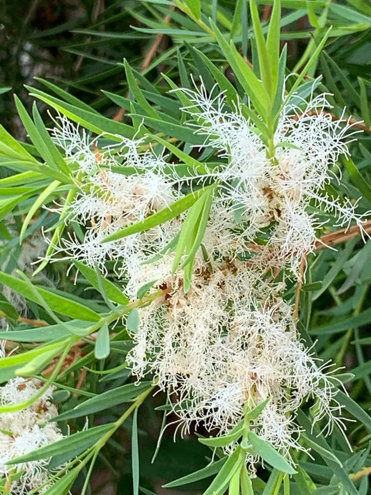 100 Melaleuca alternifolia Seeds ,Tea Tree Plants Seeds
