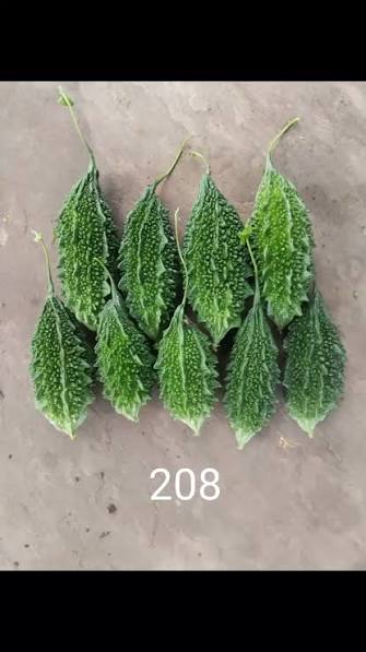 10 Grams 208 F1 Hybrid Bitter Gourd Seeds | Hybrid Balsam Pear |Worldwide Shipping