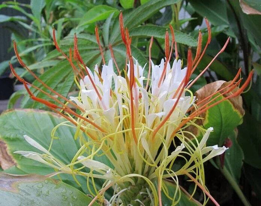 20 Hedychium ellipticum Seeds  ,Rock Butterfly Lily, Shaving Brush Ginger Seeds, - Seedsforgarden (1999-2024 ) .We Ship Seeds & Live Plants Worldwide 