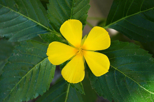 10 Turnera ulmifolia Seeds, West Indian holly ,Yellow Alder, Yellow Buttercups, - Seedsforgarden (1999-2024 ) .We Ship Seeds & Live Plants Worldwide 