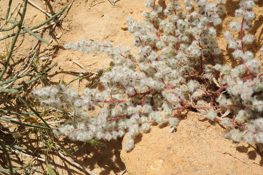 15 Bassia eriophora Seeds, Londesia eriantha ,Wooly Bassia - Seedsforgarden (Since 1999).We Ship Seeds & Live Plants Worldwide 