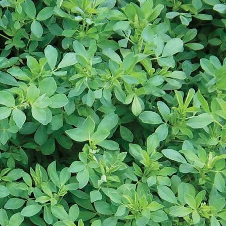 3-in-1 Dairy Fodder Seed Combo – Oats, Alfalfa/Lucerne & Berseem Multicut Green Forage Seeds
