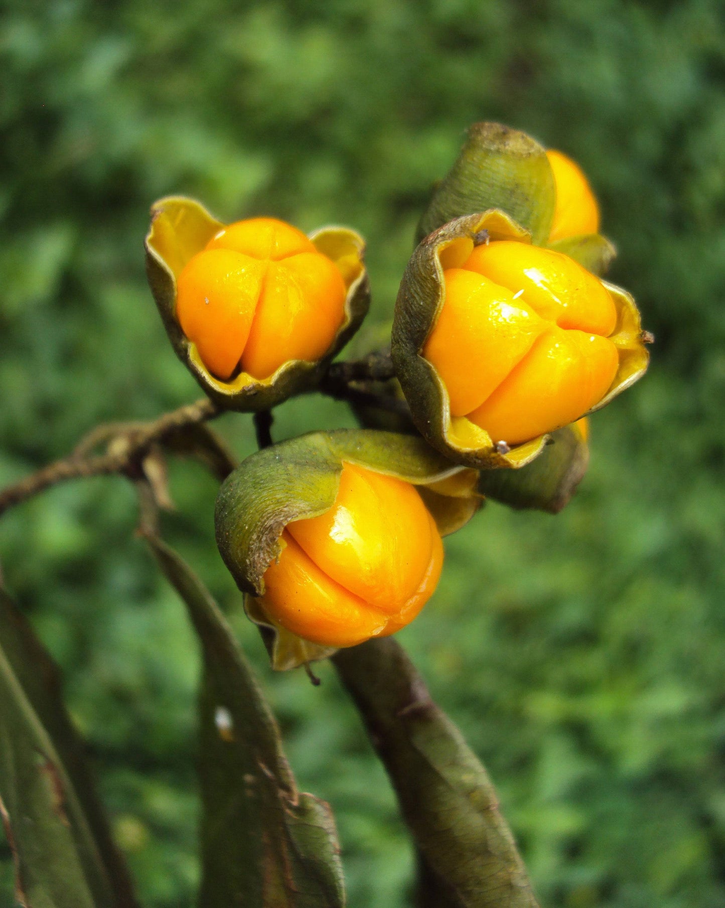 Jyotishmati Seeds, Mal-kangani Seeds, Celastrus paniculatus - Seedsforgarden (1999-2024 ) .We Ship Seeds & Live Plants Worldwide 