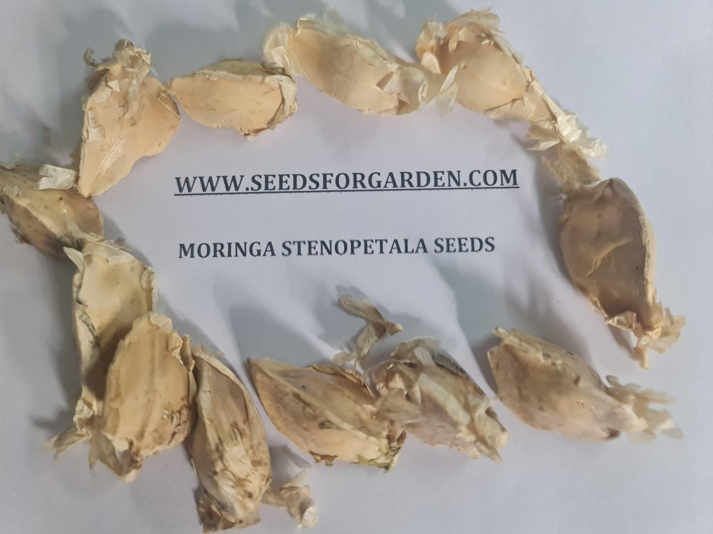 5 Moringa stenopetala seeds ,Cabbage Tree Seeds, Exotic Moringa Seeds