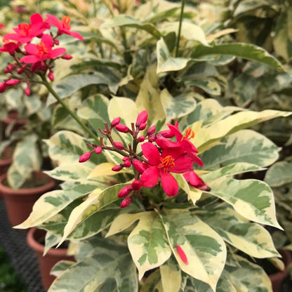 10 Jatropha integerrima variegated Plants, Variegated Jatropha Plants