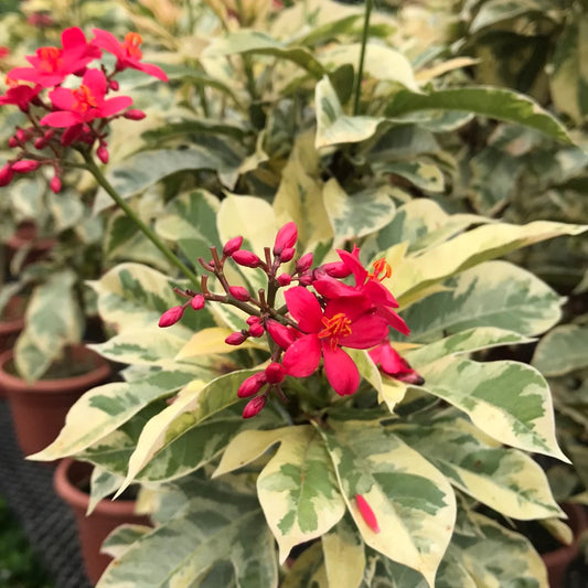 10 Jatropha integerrima variegated Plants, Variegated Jatropha Plants